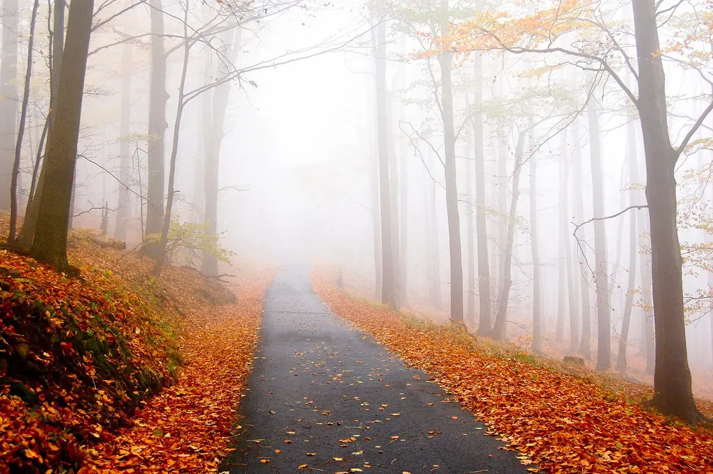 Route bordée d'arbres d'automne qui disparaît dans le brouillard
